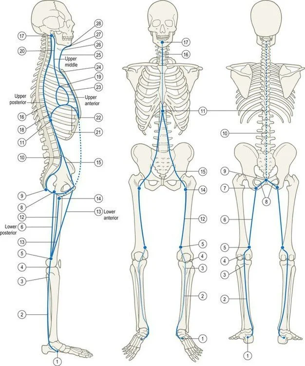 Anatomical illustration of the deep frontal fascial line connecting the tongue, throat, and diaphragm