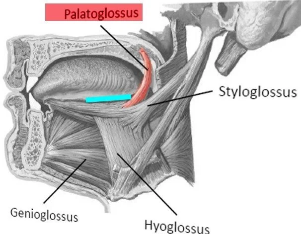 Anatomical illustration of the palatoglossus muscle connecting the tongue and soft palate